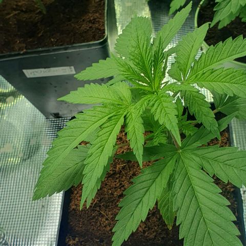 White Widow growlog timeline photo