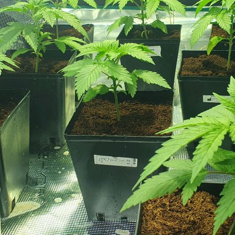 White Widow growlog timeline photo