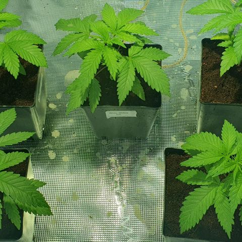 White Widow growlog timeline photo