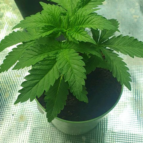 White Widow growlog timeline photo