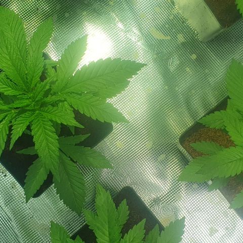 White Widow growlog timeline photo