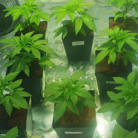 White Widow growlog timeline photo