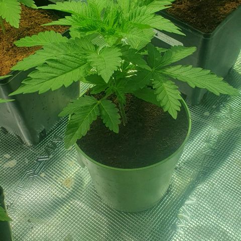 White Widow growlog timeline photo