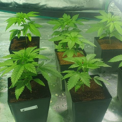 White Widow growlog timeline photo