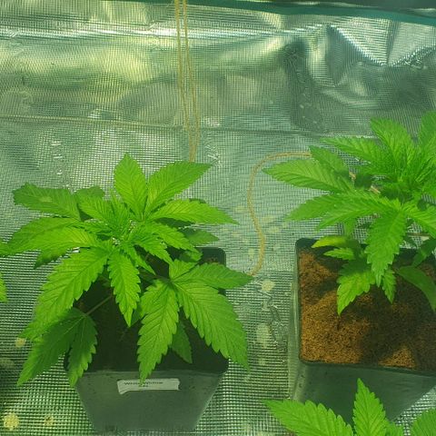 White Widow growlog timeline photo