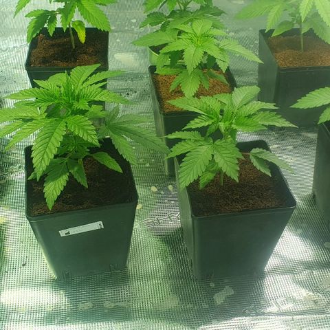 White Widow growlog timeline photo