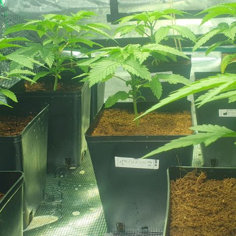 White Widow growlog timeline photo
