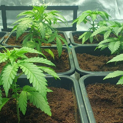 White Widow growlog timeline photo