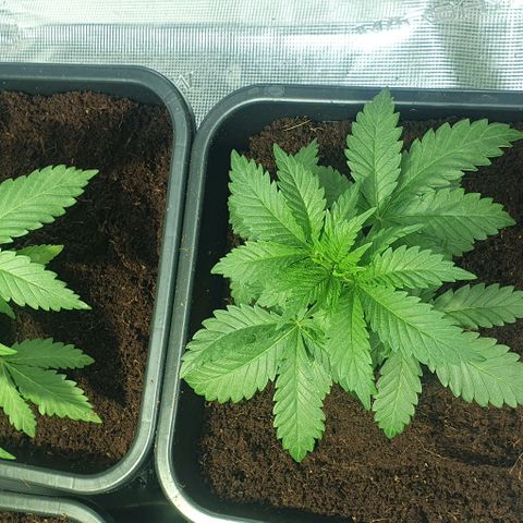 White Widow growlog timeline photo