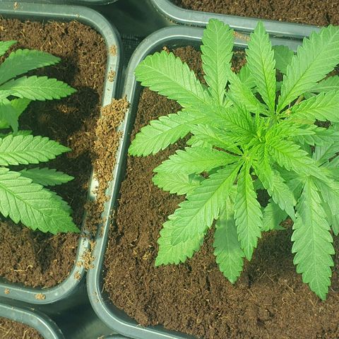 White Widow growlog timeline photo
