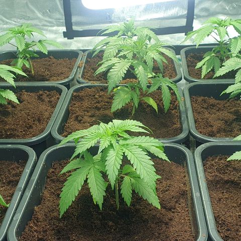 White Widow growlog timeline photo