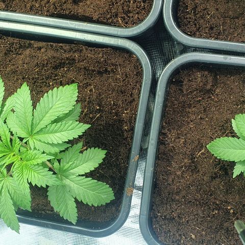 White Widow growlog timeline photo
