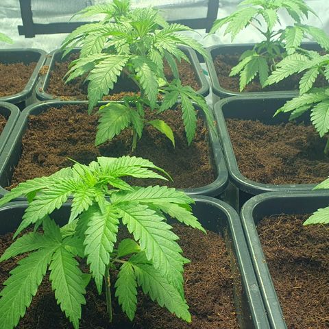 White Widow growlog timeline photo