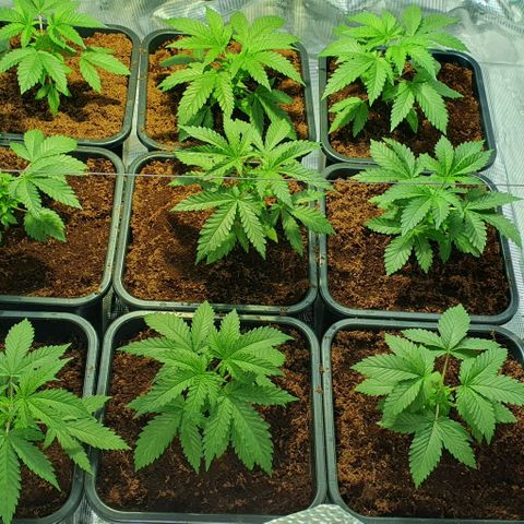 White Widow growlog timeline photo