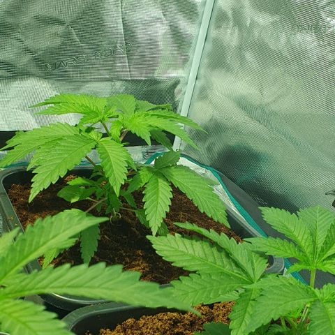 White Widow growlog timeline photo