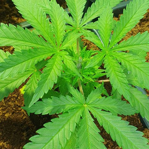 White Widow growlog timeline photo