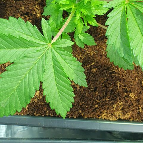 White Widow growlog timeline photo