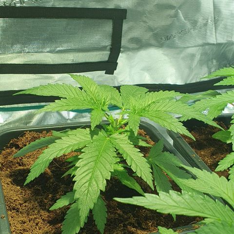 White Widow growlog timeline photo