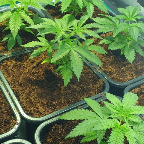 White Widow growlog timeline photo