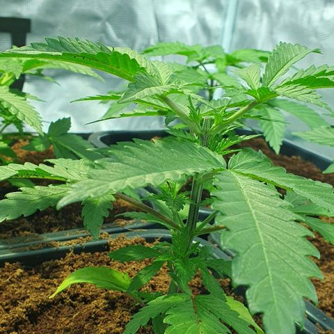 White Widow growlog timeline photo