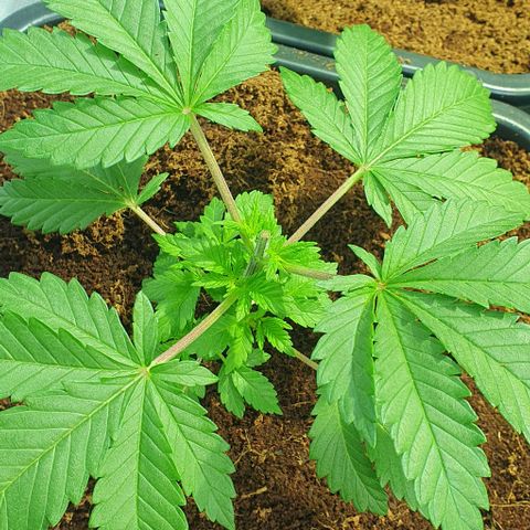 White Widow growlog timeline photo