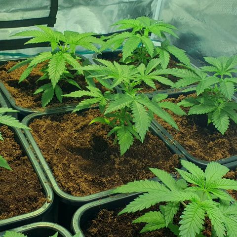 White Widow growlog timeline photo