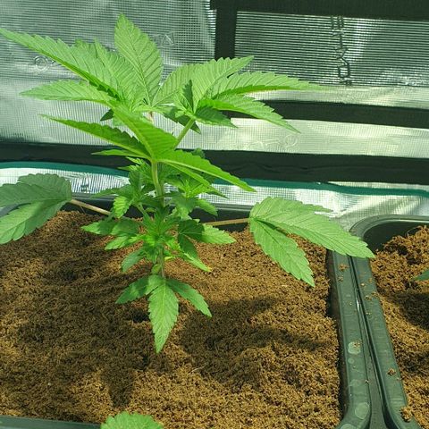 White Widow growlog timeline photo