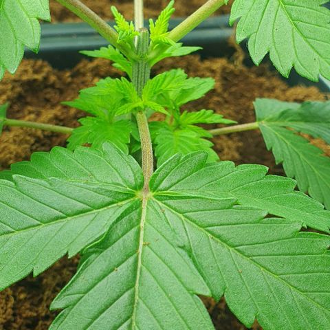 White Widow growlog timeline photo