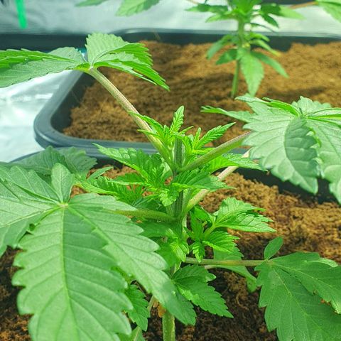 White Widow growlog timeline photo
