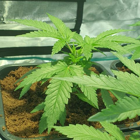 White Widow growlog timeline photo