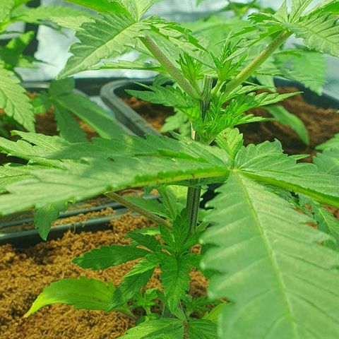 White Widow growlog timeline photo