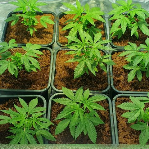 White Widow growlog timeline photo