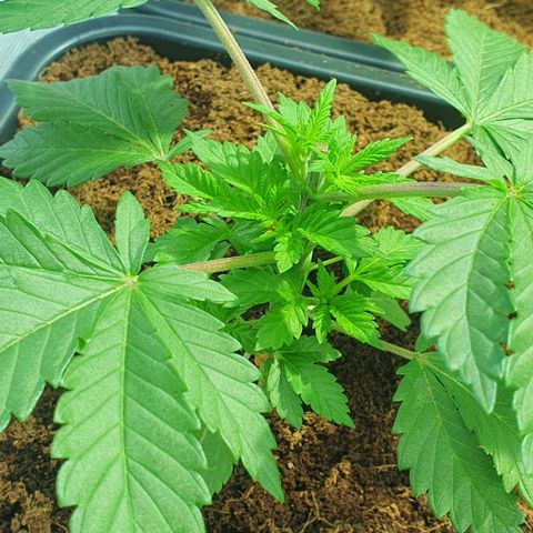 White Widow growlog timeline photo