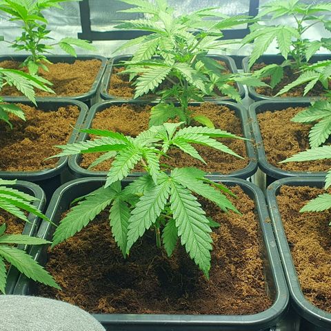 White Widow growlog timeline photo