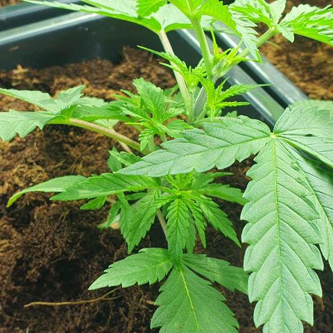 White Widow growlog timeline photo