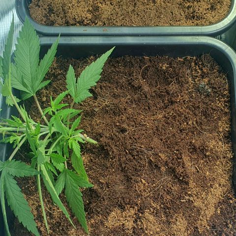 White Widow growlog timeline photo