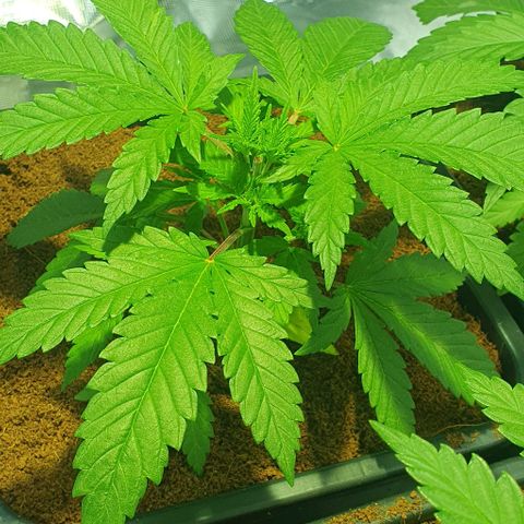 White Widow growlog timeline photo
