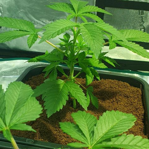 White Widow growlog timeline photo