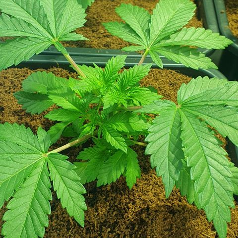 White Widow growlog timeline photo