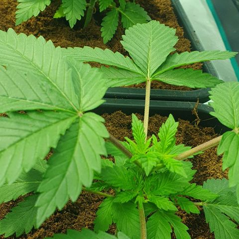 White Widow growlog timeline photo