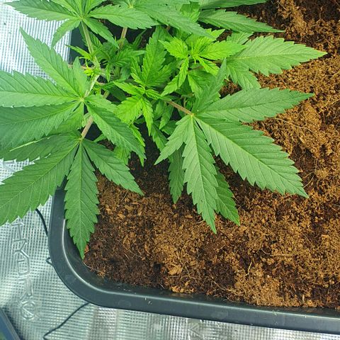 White Widow growlog timeline photo