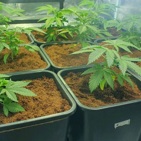 White Widow growlog timeline photo