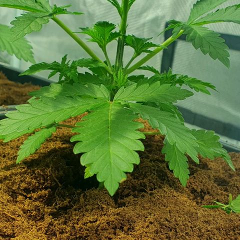 White Widow growlog timeline photo