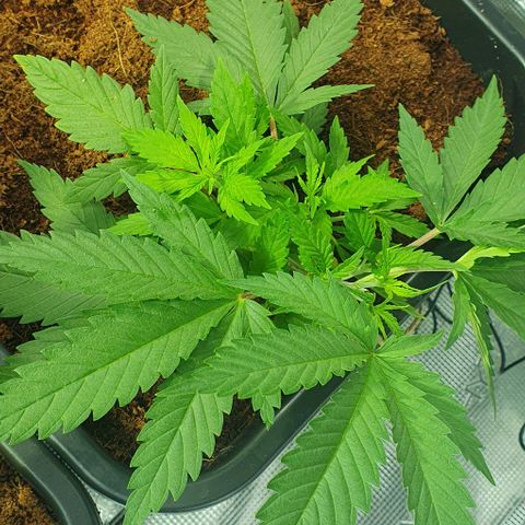 White Widow growlog timeline photo