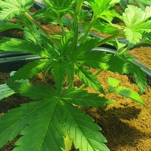 White Widow growlog timeline photo