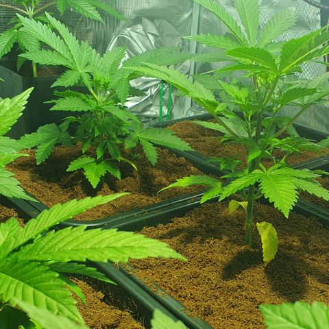 White Widow growlog timeline photo