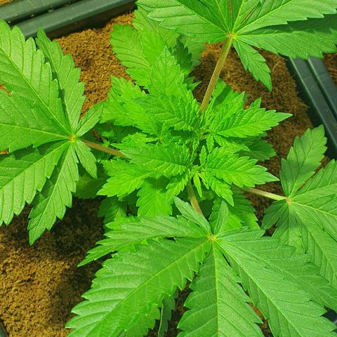 White Widow growlog timeline photo