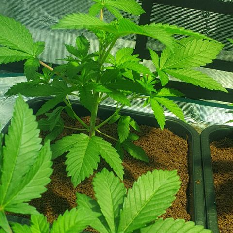 White Widow growlog timeline photo