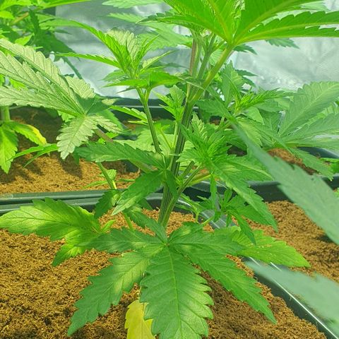 White Widow growlog timeline photo
