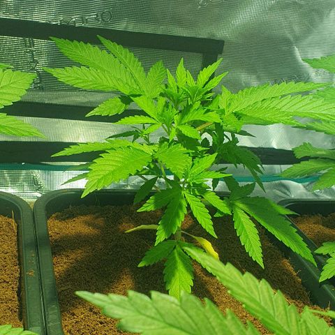White Widow growlog timeline photo
